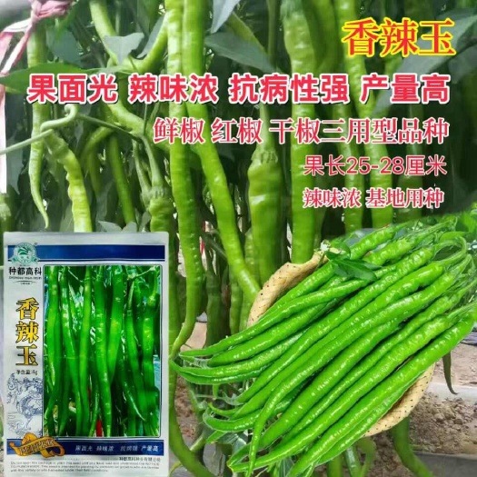 沭阳县蔬菜瓜果辣椒种子大全长线椒四季青椒种籽香辣玉线椒籽种高产