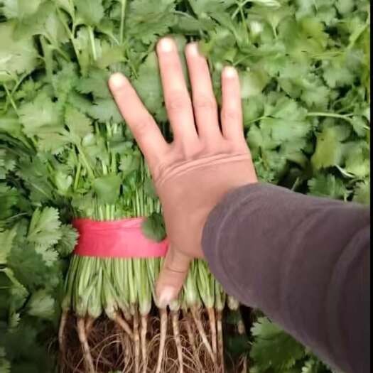 邯郸河北邯郸丛台区优质新鲜香菜 产地直销蔬菜leaf菜类