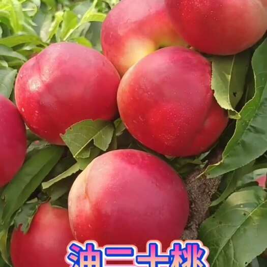 大连中油20号油桃