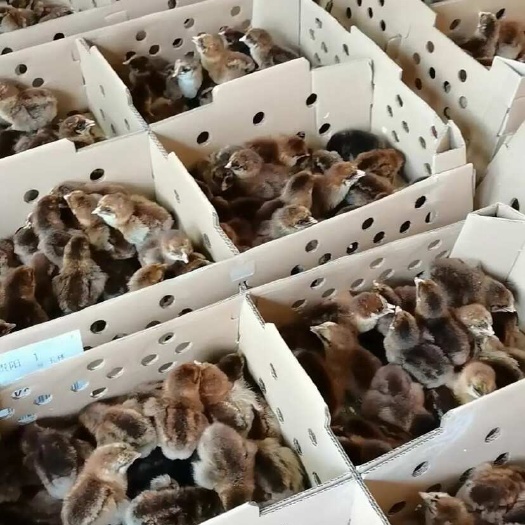 南宁小鸡活苗快大青脚麻鸡土鸡苗三黄鸡苗五黑鸡芦花鸡绿壳蛋鸡苗