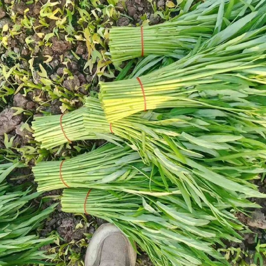 东莞市自产自销，专业批发空心菜，红薯叶