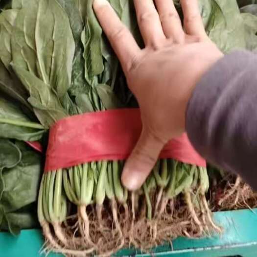 邯郸河北鲜菠菜直供 新鲜健康 绿色种植 丛台区发货