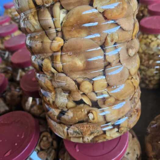 纯野生松树菌寒菌枞菌新鲜清水菌一桶三斤饭店专用精品