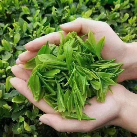 和平县客家九连山高山春绿茶，不贵而养生，口感好，清香嫩滑，茶如人品