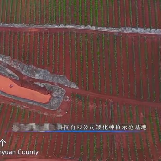 盐源县凉山盐源100亩的苹果地 每年收成可达30万斤 转让果园