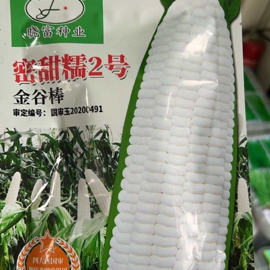 成都超樾口感 杂交早熟 3:1糯甜比 鲜食玉米种 密甜糯2号