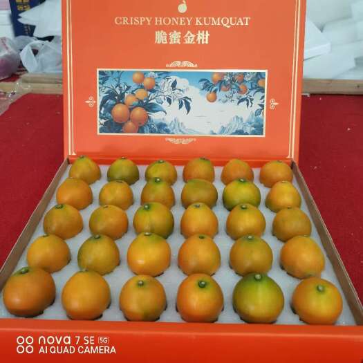 融安县【融安金桔】脆蜜金桔脆蜜金柑电商果现摘现发一件代发，量大从优
