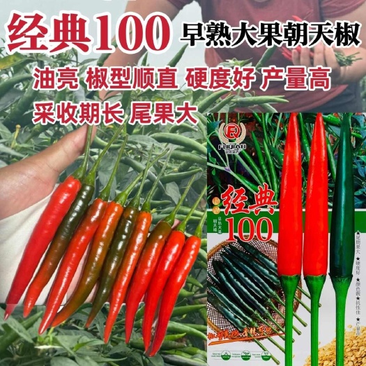 富乔经典100朝天椒种子早熟抗病丰产大果型朝天椒种子香辣可口