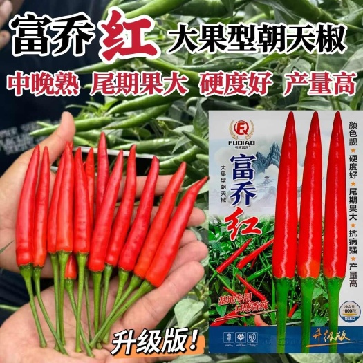 沭阳县富乔红朝天椒种子抗寒耐热抗病香辣大果型朝天椒种子硬度好辣椒种