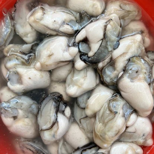 饶平县生蚝肉批发 烧烤蚝 酒店大蚝 地摊蚝半壳蚝全壳蚝生蚝肉批发