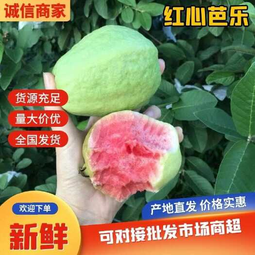 化州市红心芭乐，奶香芭乐，白心珍珠番石榴产地直销质量保证量大从优