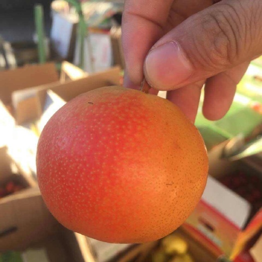 南果梨苗 红南果梨苗批发