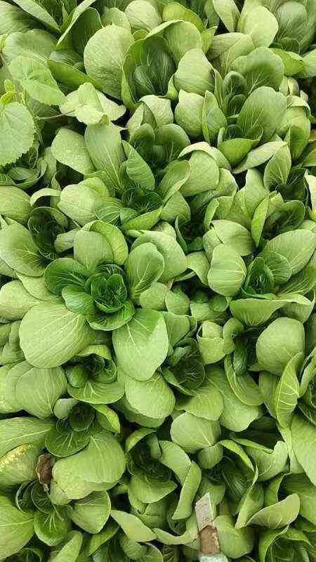 沈阳沈阳新鲜油菜苔 直供蔬菜叶菜类 健康营养速配食材