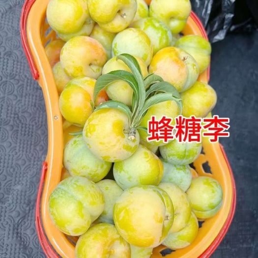 玉龙县蜂糖李子苗批发