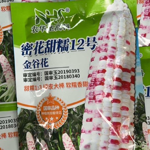 成都新款花糯玉米好品种！3:1的甜糯比例 密花甜糯12