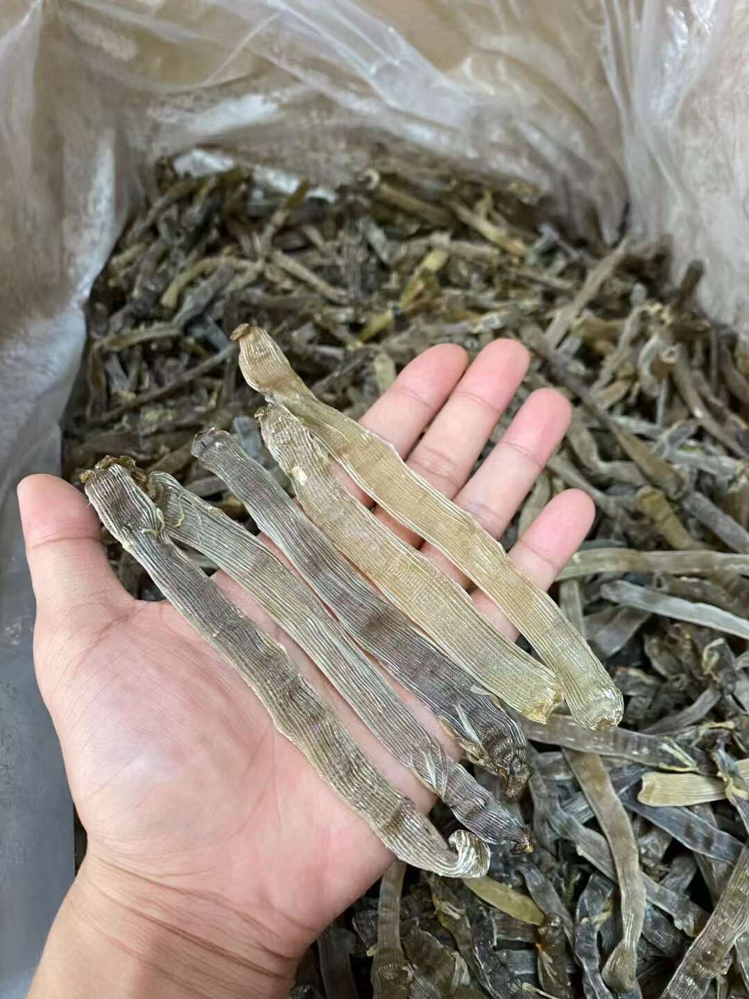 超大灰沙蟲批發(fā)零售