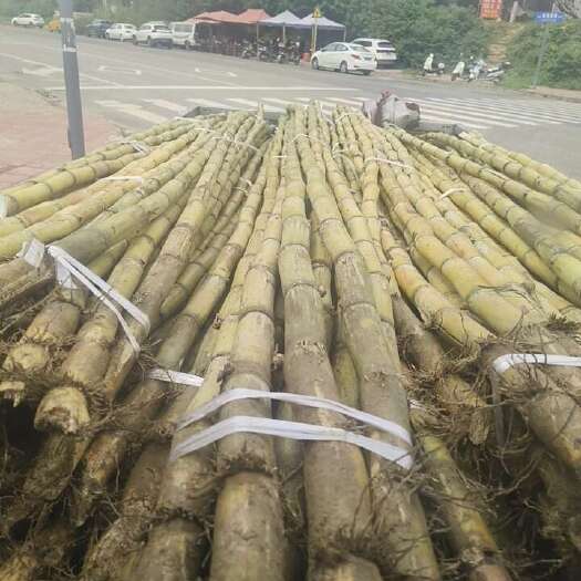成都青皮甘蔗大量批发