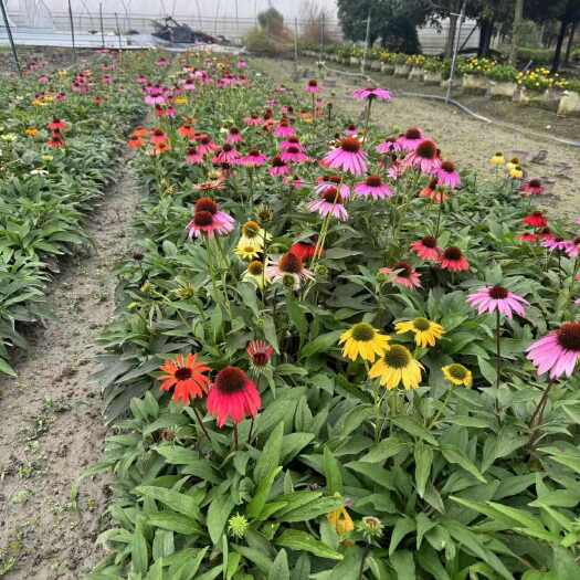成都精品松果菊