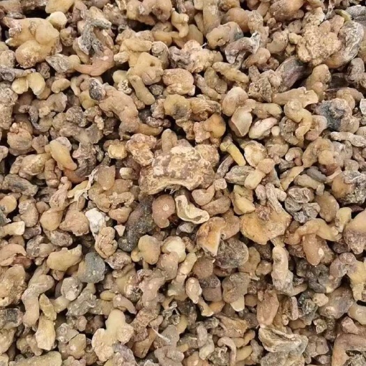 靖西市投料黄精