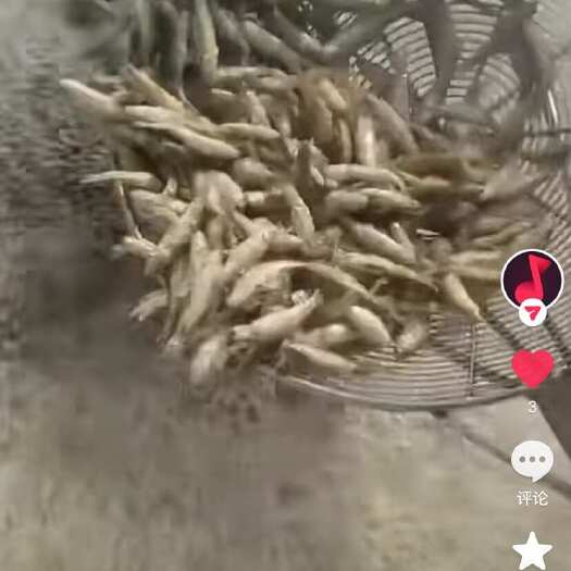 大安市鲜炸麦穗，晾干白鱼，大量有货