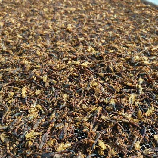 济南长期供应蝎子