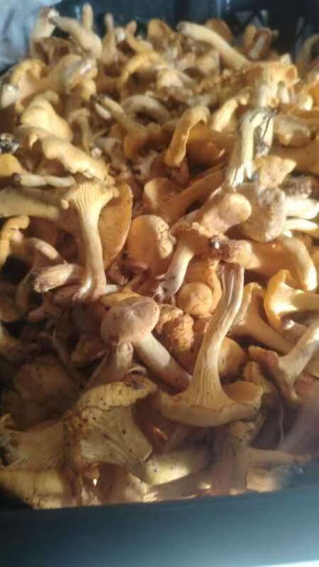 神农架神农架野生精品黄丝菌干货大量现货