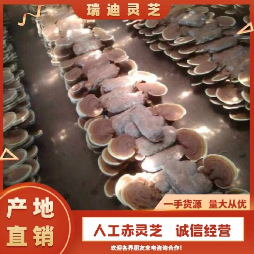 冠县人工赤灵芝，自产自销赤灵芝