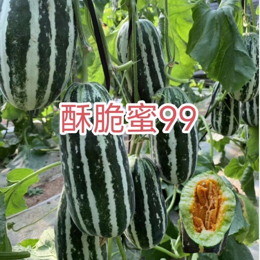 哈尔滨酥脆蜜加长9  然龙酥脆蜜99加长甜瓜种子 甜脆产量高