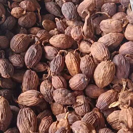 昆明云南草果大果草果批发香料卤料打草果粉云南草果中药材批发草果
