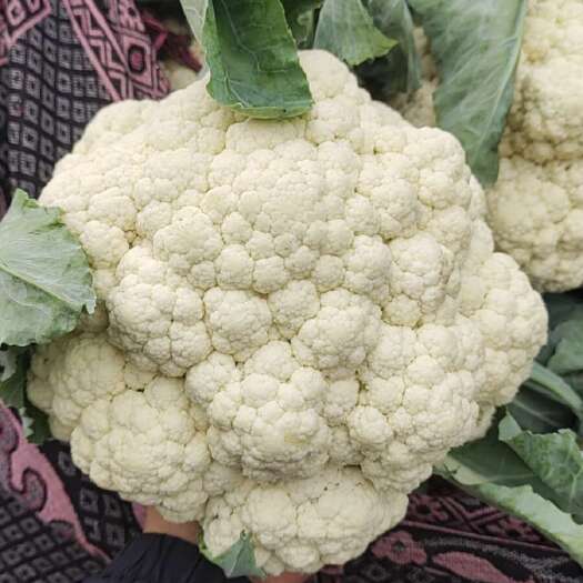 中牟县精品白菜花 产地直供一手货源质量保证代发全国