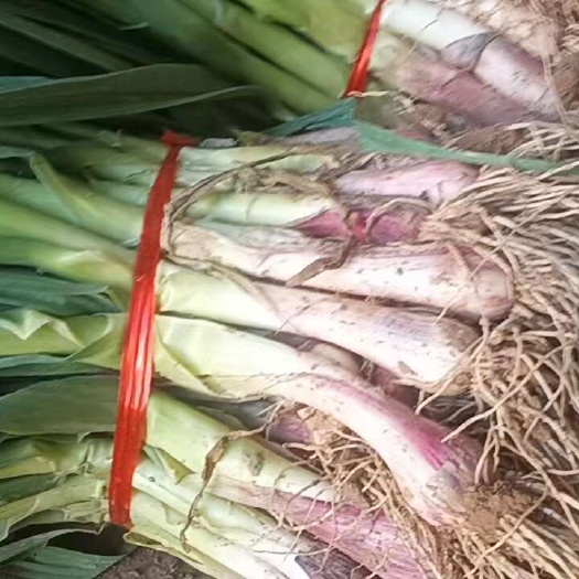 成县蒜苗