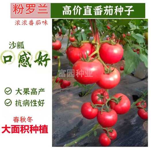 寿光市口感好番茄种子沙瓤西红柿品种薄皮味浓抗病毒口感好大果