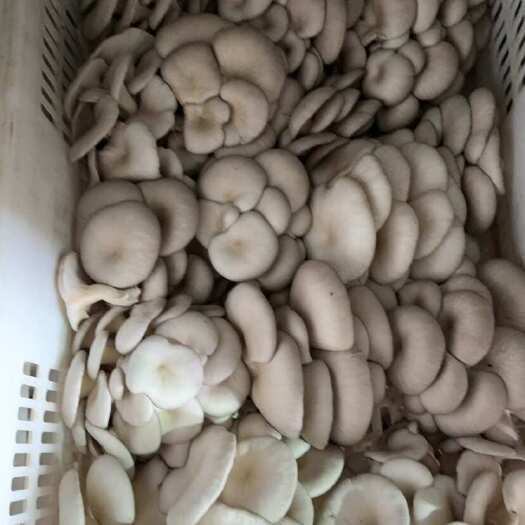颍上县蘑菇