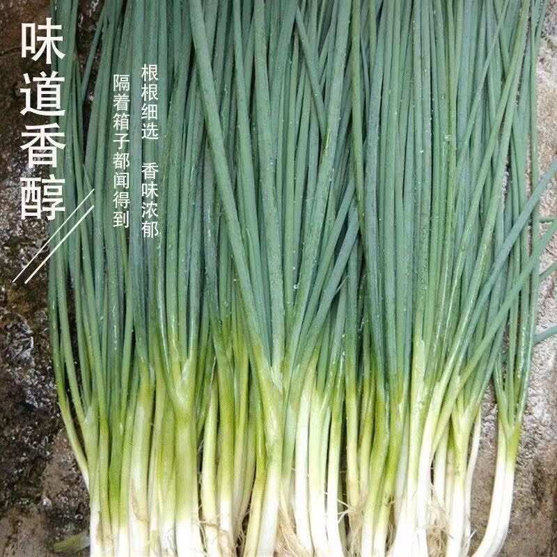 廣良日本品種黑系不分蘗獨頭小香蔥種子基地種植獨頭香蔥種子