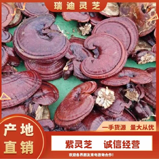 冠县（产地直销:)瑞迪合作社紫赤灵芝，