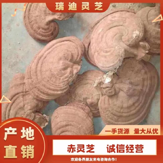 冠县（产地直销:)赤灵芝
