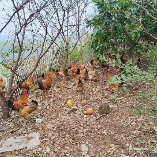 重庆市重庆高山散养土鸡