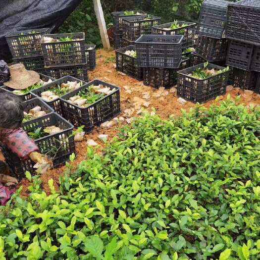 雅安四川雅安名山优质茶树苗 福选9号杯苗￼成活率高品质保证￼