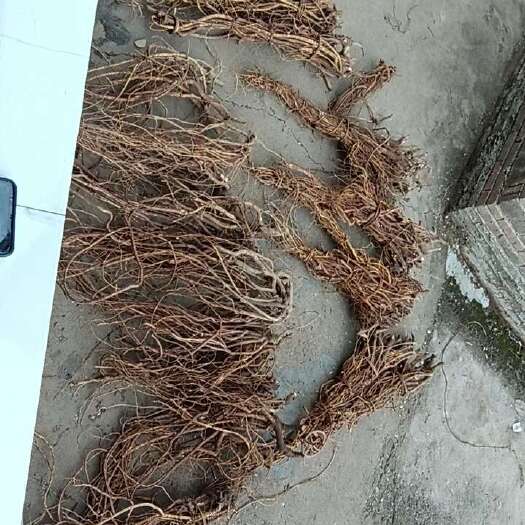 钟山县五指毛桃，，鲜货