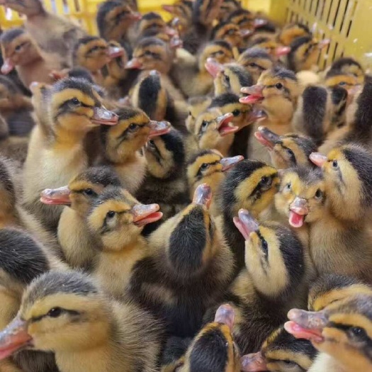 鸭子活苗优质大种麻鸭苗 快大型肉鸭青头鸭活体包对版
