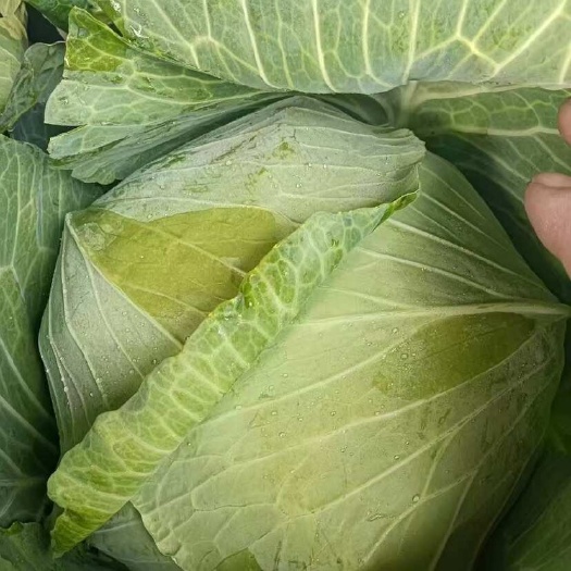 常州包菜