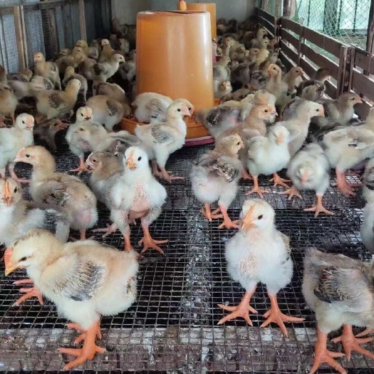 贵阳大种k9肉鸡纯种快大型九斤黄麻黄882货品对版放心购买
