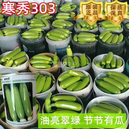 寿光市抗寒抗病毒西葫芦种子 油亮型翠绿角瓜籽包邮