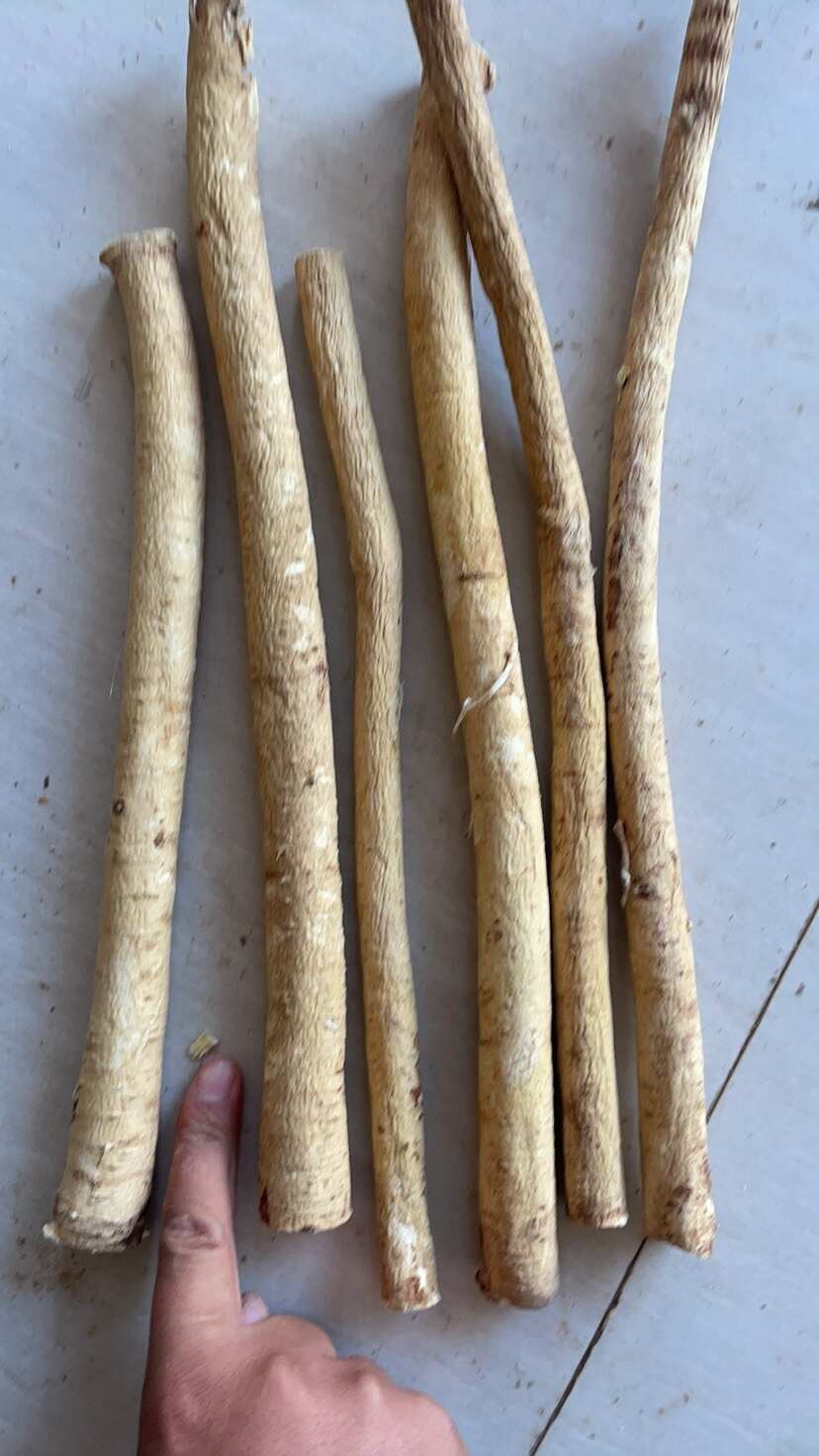 陇西县陇西县优质黄芪 白皮芪 甘肃定西特产中药材，品质保证，长期供