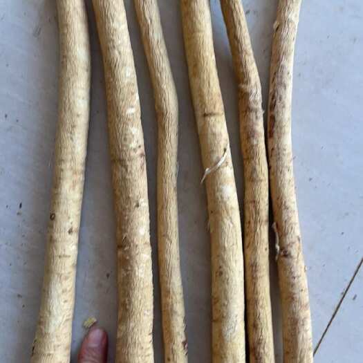 陇西县陇西县优质黄芪 白皮芪 甘肃定西特产中药材，品质保证，长期供
