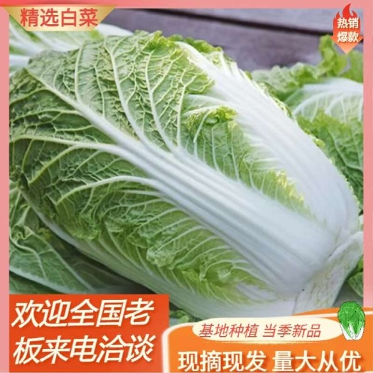 精品大白菜当季新品黄心大白菜，产地直发可代发各大市场全国发