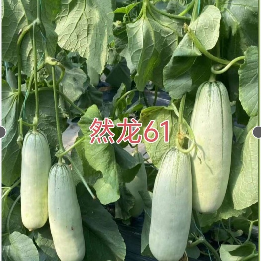 哈尔滨然龙61薄皮甜瓜种子