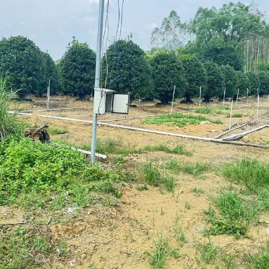 桂林丹桂丛生移栽假植容器