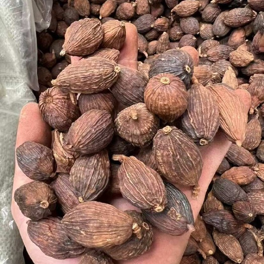 云南大个草果足干货新货 个头饱满 香料批发 一手货源