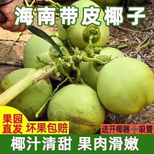 万宁市《一件代发》海南万宁带皮青椰子天然水新鲜水果现摘现发包叩